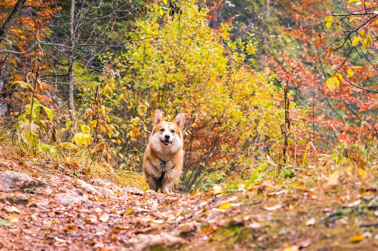 corgi-6744044_1280.jpg