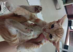 猫猫怪