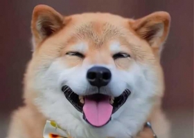 QQ柴犬