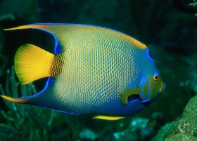 海洋生物